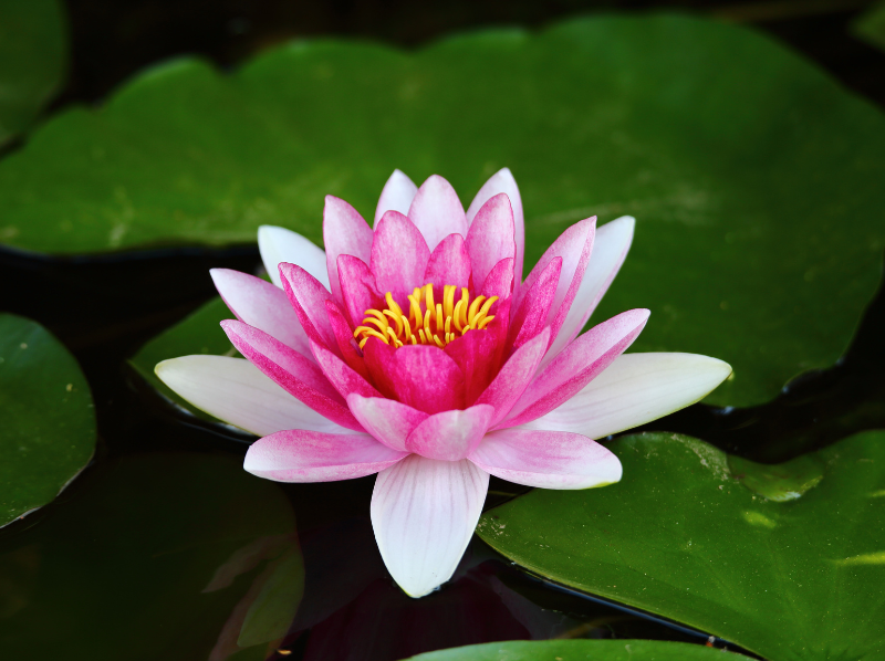 [Atelier Méditation] mensuel