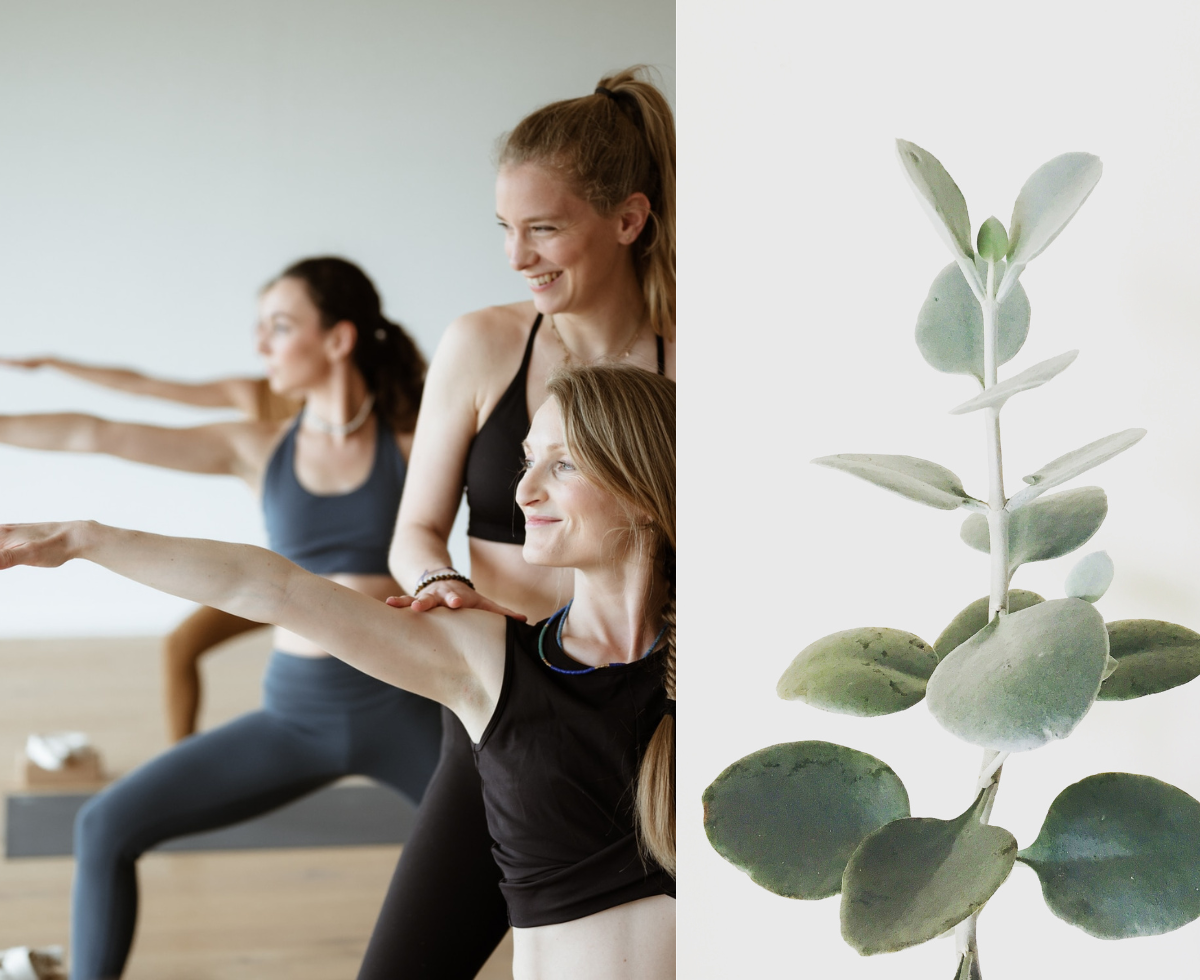 Yoga & pratiques douces